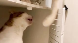 funny animals 56