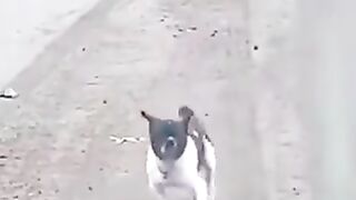 Flippant dog.