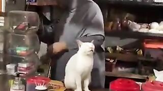 Cat with a great face.