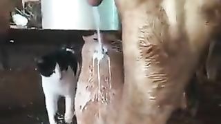 Cat gulping down raw milk from a cow.
