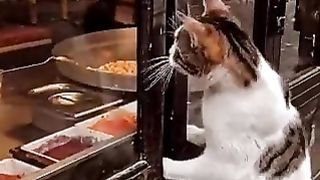 Shopkeepers feed the cat.