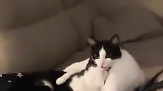 Handsome cat.