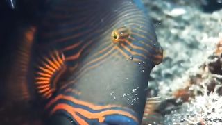Amazing videos 13