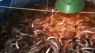 Catfish 2