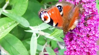 Beautiful Butterfly