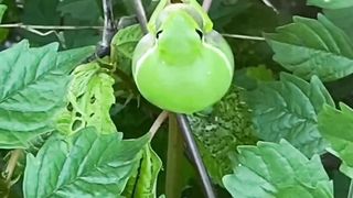 Frog Beep