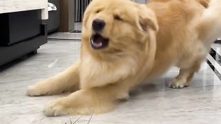very funny video cute dog
