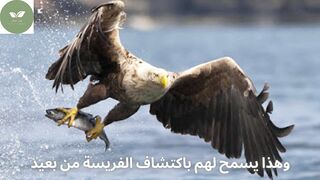 معلومات سريعه للنسور