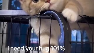 SadCat ????