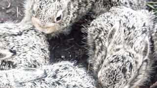 Amazing facts about Rabbit