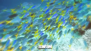 "Rare Gems: 10 of the World's Most Extraordinary and Endangered Animals"