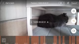 Cute Kitten / Cat Sleeping Position
