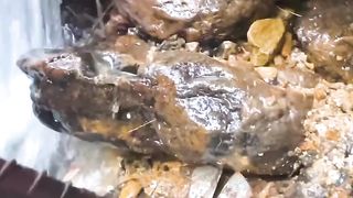 Mining gold in a shallow mountain river