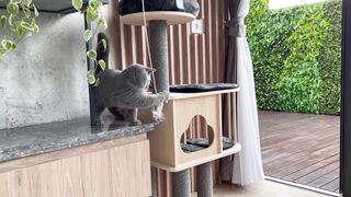 British Shorthair Kitten Exited with His New Toy