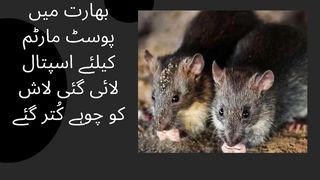 In India, the dead body brought to the hospital for post-mortem was gnawed by rats