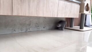 British Shorthair Kitten Playing With Ball