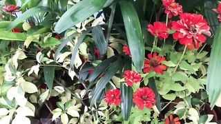 Beautiful flowers 20