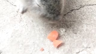 Animal lovers 202