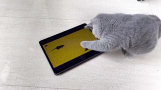 Funny Cat Reaction Playing Game on Ipad