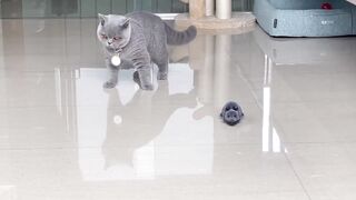 Cat vs Mouse | Prank My Cat with Fake Mouse