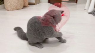 Cat Funny Reaction Playing With Fruit Net