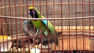 The chirping of green cucak birds, palkun gacor, opens its wings