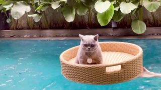 What Will Cat Do On The Water?