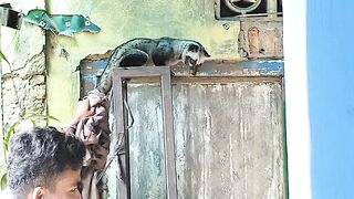 Wild weasel loose ( Musang liar lepas )
