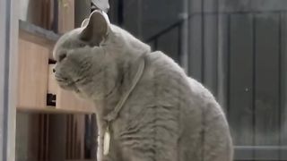 Hungry Kitten asking for food