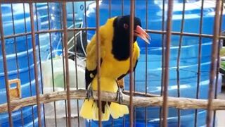 Golden orioles.. a beautiful dandy bird
