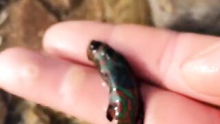 Fishing video tranding