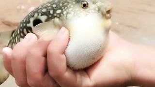 Fishing video tranding 2