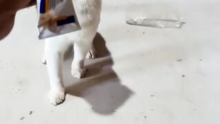 cat learning to sit