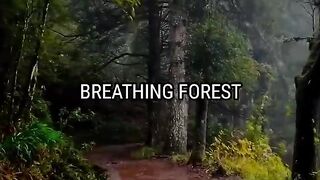 Mysterious Things Found In Forest.viral _forest