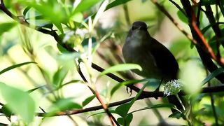 Bulbul Song