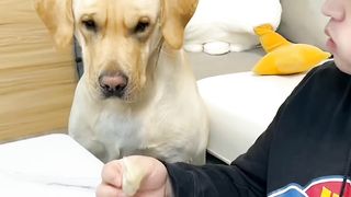 This dog is very picky about what he eats.