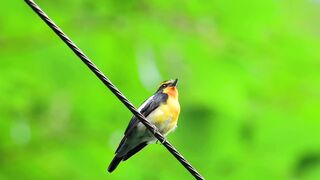 beautiful bird 5
