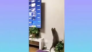 Funny animal video 2023!! Animal video!! Funniest cat and dog video