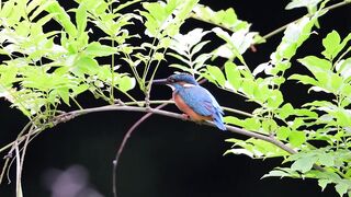 beautiful bird 3 2