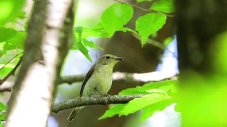beautiful bird 4 2