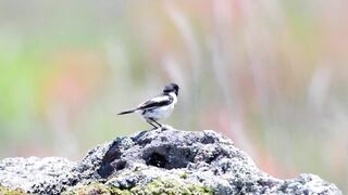 beautiful bird 05