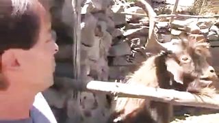 stubborn goat