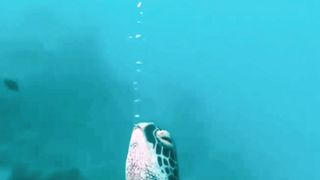 Turtle 2