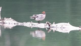 wild duck