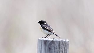 a wonderful bird01