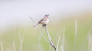 sparrow