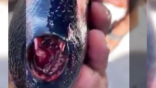 A red tooth triggerfish | Unique Animal | #shortvideo