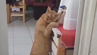 Funny cats 68