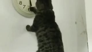 Funny cats 67
