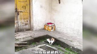 A collection of funny cats guaranteed to make you happy all day